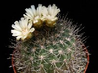 Gymnocalycium hossei mazanense P1030607.JPG